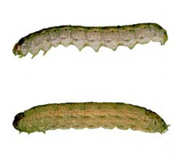 cutworms