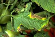 Bacterial Canker on a tomato leaf