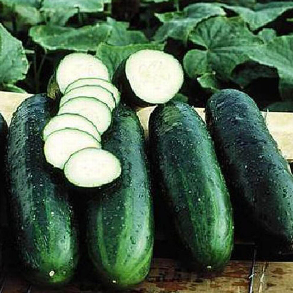 Freshly harvested bush crop cucumbers, a classic warm-weather heirloom suited to seasonal planting guide recommendations.