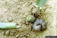 Cutworm hiding in the soil in an heirloom garden. - St. Clare Heirloom Seeds