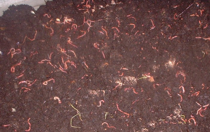 Worm castings are the most nutrient rich fertilizer known to man. - St. Clare Heirloom Seeds