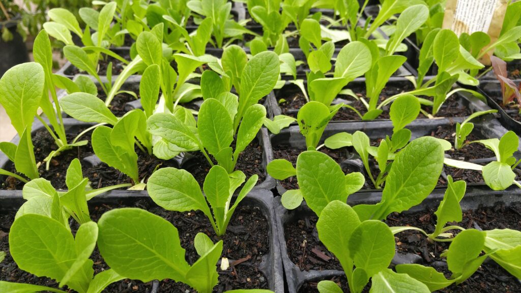 Seedling trays showing early growth from balanced plant food elements
