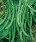 Organic Contender Bush Bean Seeds - St. Clare Heirloom Seeds