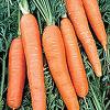Heirloom Non GMO Scarlet Nantes Carrots - St. Clare Heirloom Seeds