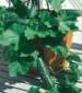 Spacemaster 80 Bush Cucumber - St. Clare Heirloom Seeds