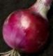 Red Grano Onion - St. Clare Heirloom Seeds