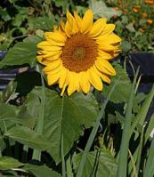 Sunflower - Incredible Dwarf - St. Clare Heirloom Seeds
