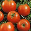 Beefsteak Tomato - St. Clare Heirloom Seeds