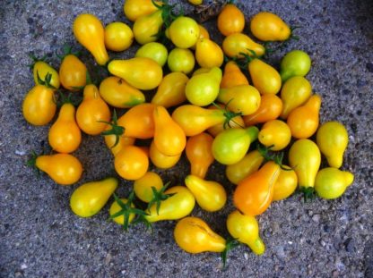 Tomato, Cherry - Yellow Pear - St. Clare Heirloom Seeds