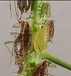 Learn your insects - Aphids - St. Clare Heirloom Seeds