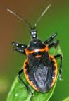 Learn your insect - Assassin bug - St. Clare Heirloom Seeds