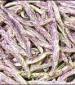 Dragons Tongue Wax Bean - St. Clare Heirloom Seeds