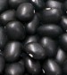 Black Turtle Dry Bean - St. Clare Heirloom Seeds