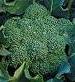 Green Sprouting Calabrese Broccoli - St. Clare Heirloom Seeds