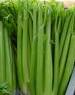 Tall Utah 52-70 Celery - St. Clare Heirloom Seeds