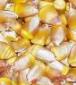 Reids Yellow Dent Non-GMO Corn - St. Clare Heirloom Seeds