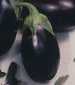Florida Market Eggplant - St. Clare Heirloom Seeds