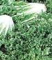 Salad King Endive - St. Clare Heirloom Seeds