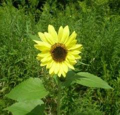 Lemon Queen Sunflower - St. Clare Heirloom Seeds