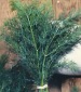 Mammoth Long Island Dill - St. Clare Heirloom Seeds