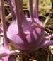 Early Purple Vienna Kohlrabi - St. Clare Heirloom Seeds