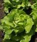 Buttercrunch Lettuce - St. Clare Heirloom Seeds