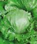 Great Lakes 118 Lettuce - St. Clare Heirloom Seeds
