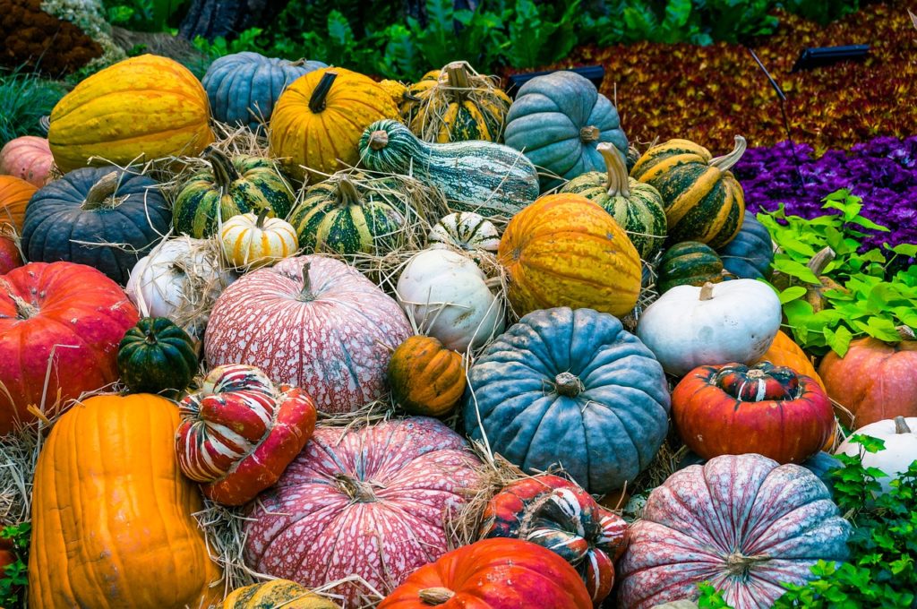 Heirloom pumpkins at harvest time. St. Clare Heirloom Seeds St