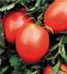 Amish Paste Tomato - St. Clare Heirloom Seeds
