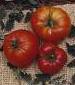 Marglobe Supreme Tomato - St. Clare Heirloom Seeds