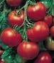 Super Sioux Tomato - St. Clare Heirloom Seeds