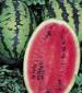 Allsweet Watermelon - St. Clare Heirloom Seeds