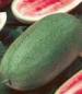 Charleston Grey 133 Watermelon Seeds - St. Clare Heirloom Seeds