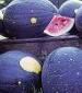 Moon and Stars Watermelon - St. Clare Heirloom Seeds
