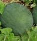 Watermelon - Sugar Baby - St. Clare Heirloom Seeds