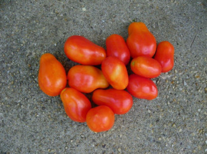 Tomato, Paste - Roma - St. Clare Heirloom Seeds