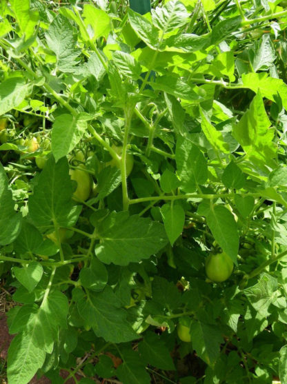 Tomato, Paste - Roma Plant and Immature Fruit - St. Clare Heirloom Seeds