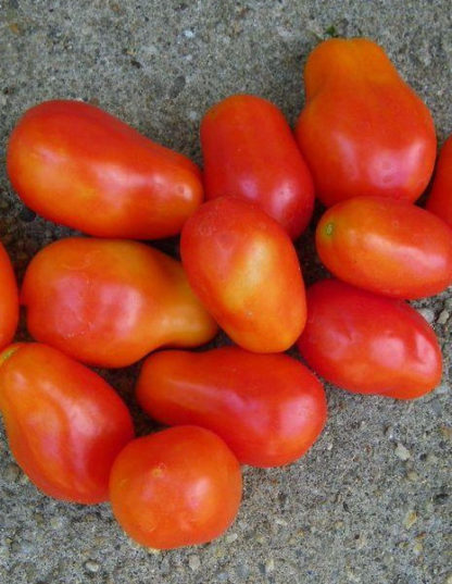 Tomato, Paste - Roma - St. Clare Heirloom Seeds