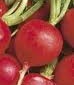 Organic Champion Radish - St. Clare Heirloom Seeds