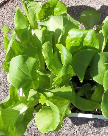 Lettuce - Organic Buttercrunch - St. Clare Heirloom Seeds