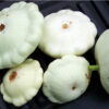 Summer Squash - White Bush Scallop - St. Clare Heirloom Seeds