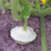 Summer Squash - White Bush Scallop - St. Clare Heirloom Seeds
