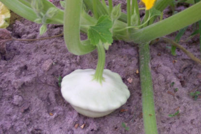 Summer Squash - White Bush Scallop - St. Clare Heirloom Seeds