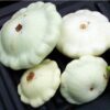 Summer Squash - White Bush Scallop - St. Clare Heirloom Seeds