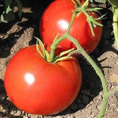 Tomato, Red - Boxcar Willie - St. Clare Heirloom Seeds