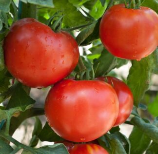 Tomato - Wisconsin 55