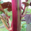 Close-up of an Amaranth 'Red Garnet' stem, displaying its vivid magenta-red coloring with green striping and richly colored leaves emerging from the nodes.