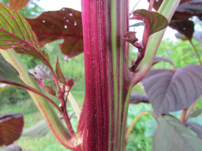 Close-up of an Amaranth 'Red Garnet' stem, displaying its vivid magenta-red coloring with green striping and richly colored leaves emerging from the nodes.
