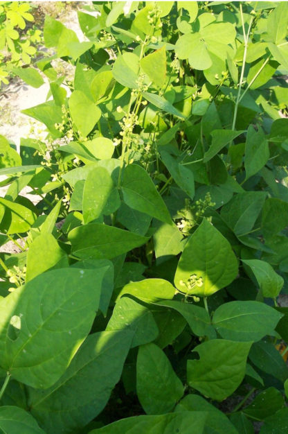 Bean, Lima - Hendersons Bush - St. Clare Heirloom Seeds