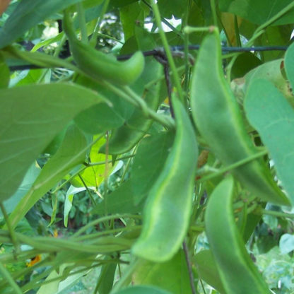 Bean, Lima - King of the Garden - St. Clare Heirloom Seeds